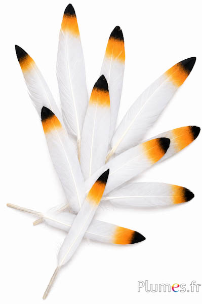 Gans met saffraan-zwarte punt - 10-15 cm - wit-crème